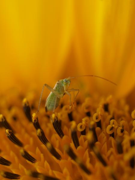 Little green bug...