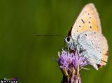 Butterflylili