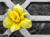 yellow_flower_t1.jpg