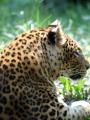 Leopard (1999) Leopard