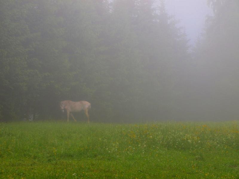 white morning