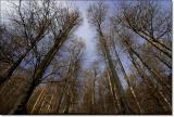 Irati forest (1676) Irati forest