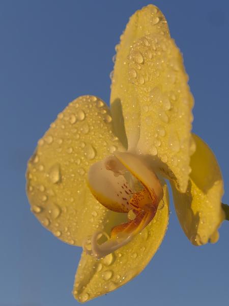 Floare de orhidee