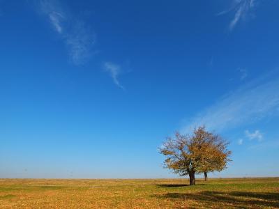 Solitary tree