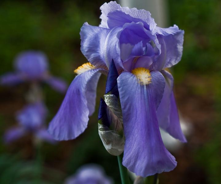 floare de IRIS