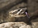 crotalus_oreganus_t1.jpg