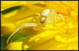 spider (2236) spider