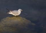 Pescarus,Larus ridibundus. (2077) Pescarus,Larus ridibundus.