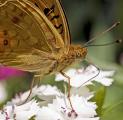 Meadow Fritillary