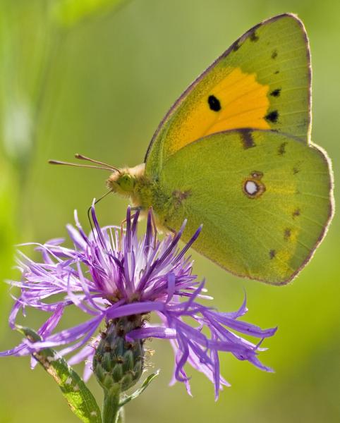 Colias alfacariensis