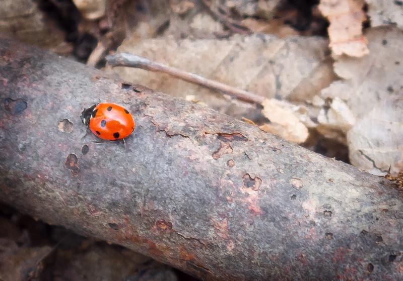 Ladybird