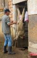 Sacrificare (2516) Sacrificare
