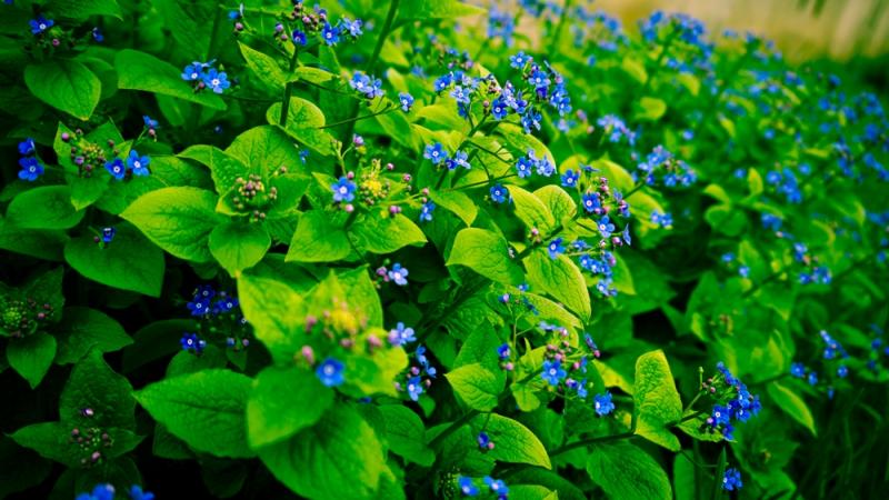 Spring and flowers