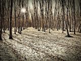 Forest (1762) Forest