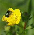 walking on my flower