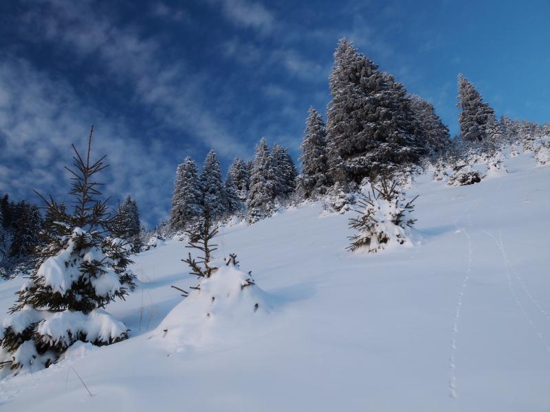 Peisaj de iarna