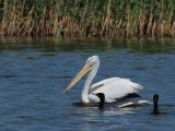 Pelican singuratic - Delta Dunarii