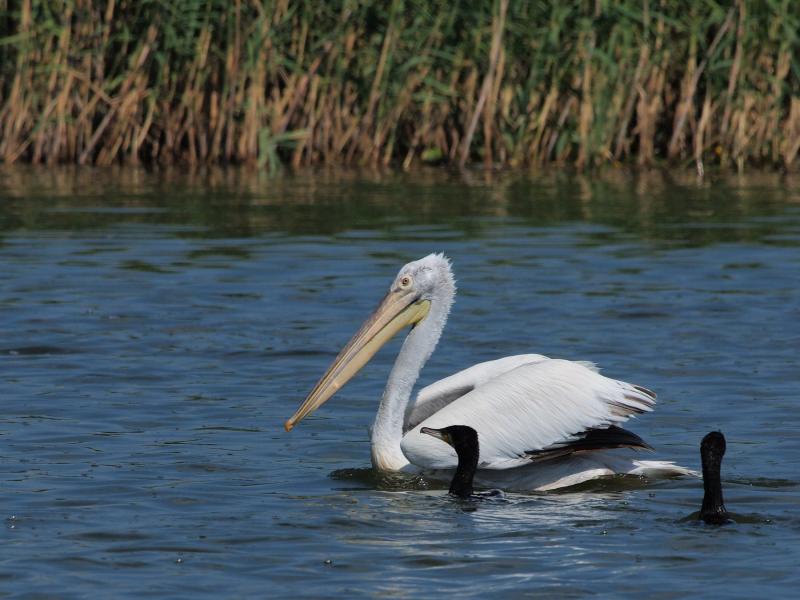 Pelican singuratic - Delta Dunarii