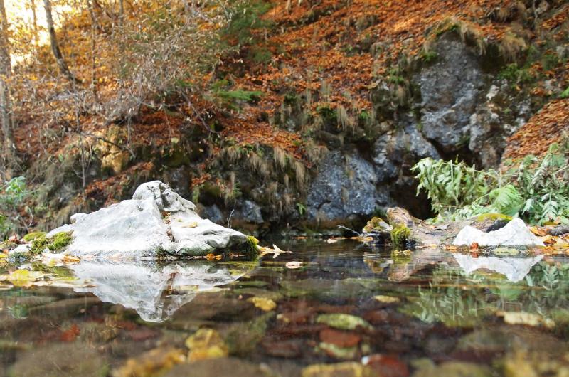 Reflexia naturii