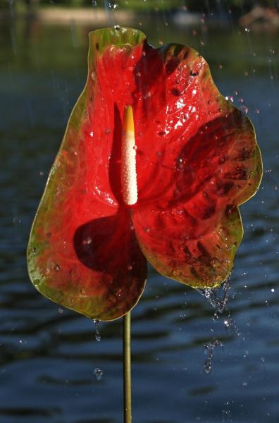 o ploaie...o floare