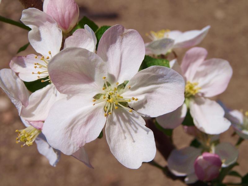 floare de mar