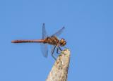dragonfly (2255) dragonfly