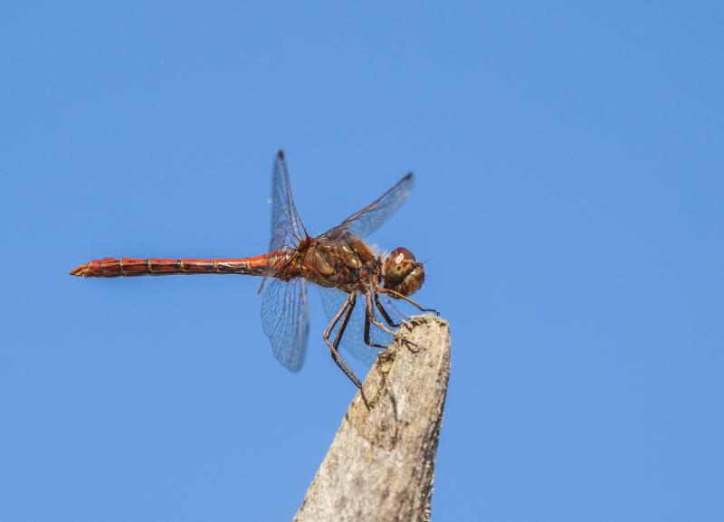 dragonfly