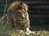 jungleking (2118) jungleking