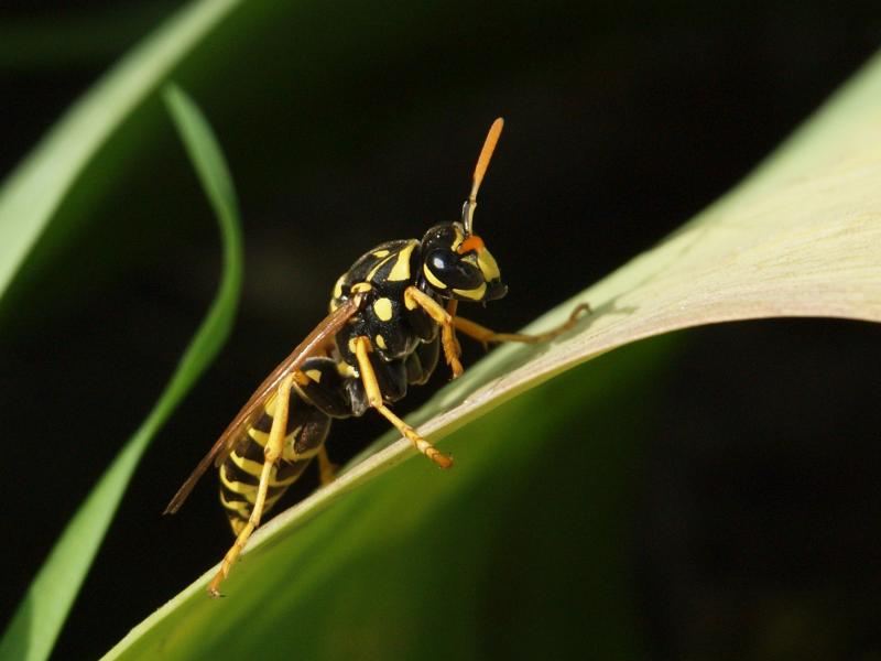 wasp