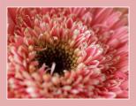 o floare (2412) o floare