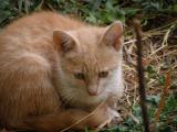 Pisi (2280) Pisi