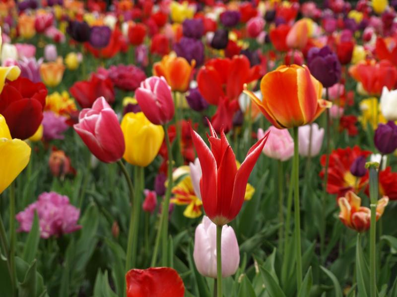 tulip forest