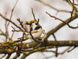 Parus palustris 2