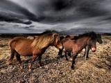 The Land of Horses (1837) The Land of Horses