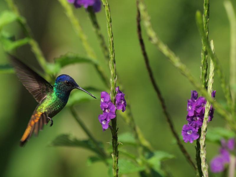 Colibri