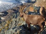 Ibex (2194) Ibex
