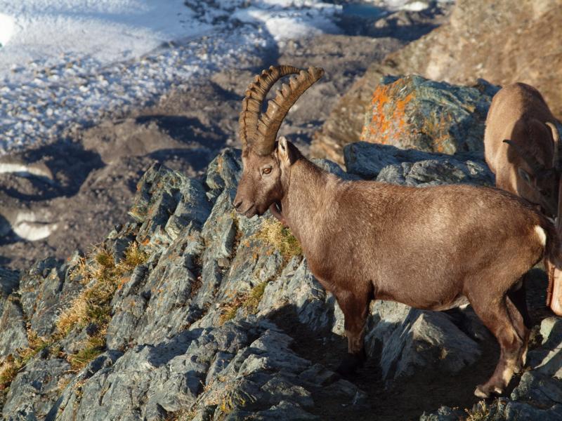 Ibex
