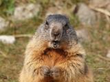 Marmota impacheteaza ciocolata... (4099) Marmota impacheteaza ciocolata...