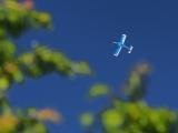 Flying through the branches