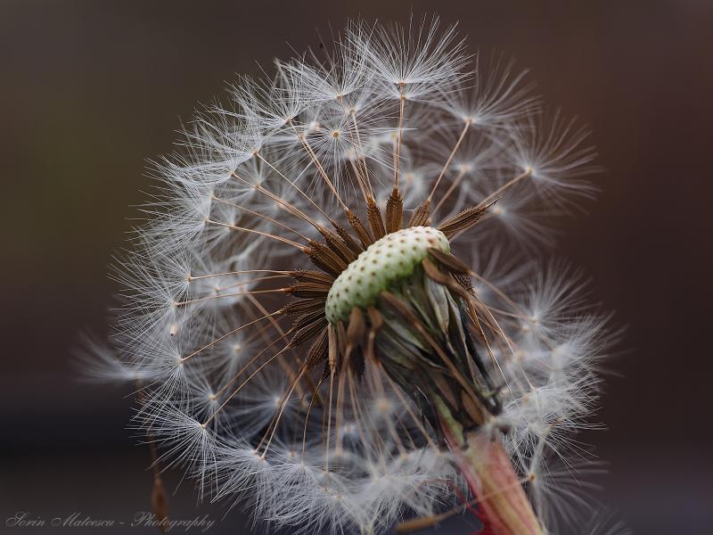 Perpetuare