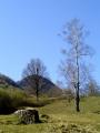 Mesteacănul (1720) Mesteacănul