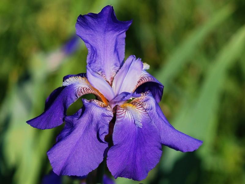 Macro floral