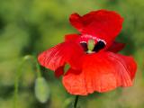 macro (2275) macro