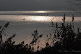 Dimineata pe lac (2232) Dimineata pe lac
