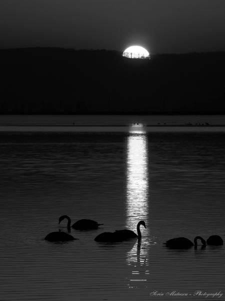 swans at night