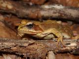 Froggy (2191) Froggy